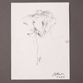 Elefante de frente