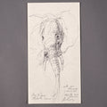 Face to face, elefante cercano