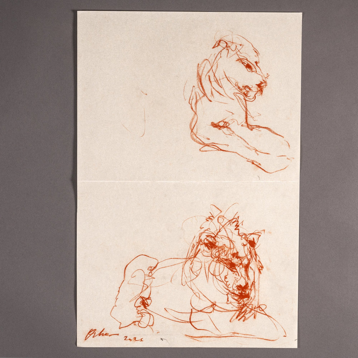 Leones en reposo